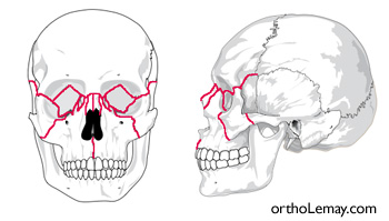 How Mewing Works - The Maxilla Sutures – Spartan Health™