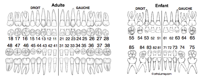 Odontogram, dental numbering FDI notation orthodontics
