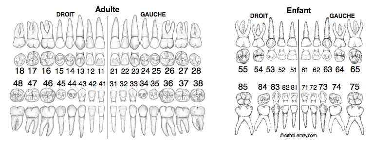 Canadian Dental Tooth Chart