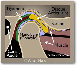 Anatomie de articulation temporo-mandibulaire