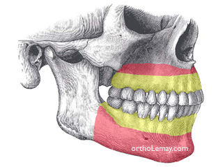 Wisdom tooth are no necessary for the development of basal bone in the jaws.