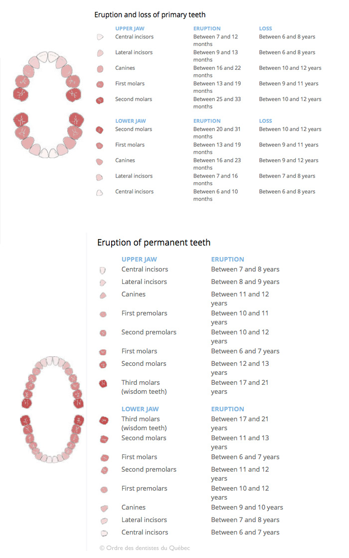 Dental eruption diagram and chart for the eruption of deciduous (primary) teeth and permanent (definitive) dentition in humans. ODQ 2014