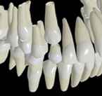 Éruption dentaire et orthodontie