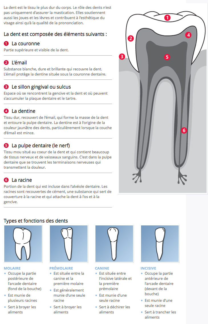 L'anatomie d'une dent et la fonction des dents