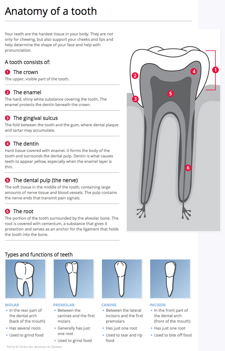 Dental anatomy and function