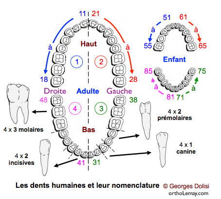 Canadian Dental Tooth Chart