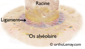 Ligament parodontal autour d'une racine permettant de déplacer les dents en orthodontie