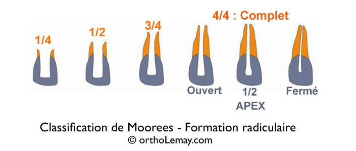 La classification de degré de formation ou développement des racines dentaires d'après Moorees (1963).