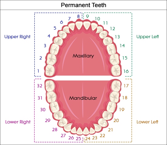 Universal dental numbering system. Orthodontics and dentistry